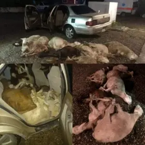 Apresan hombre llevaba dentro de un carro 6 chivos y 4 ovejos robados