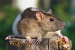 Las ratas son capaces de estimar la duración de sus actos