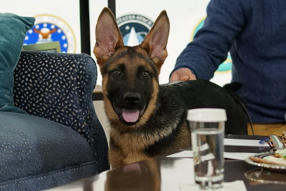 El perro de Biden, Commander, debutará en televisión durante el ‘Puppy Bowl’