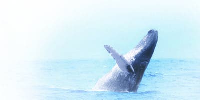 Ballenas jorobadas, verdaderas  reinas marítimas de la bahía de Samaná