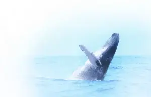 Ballenas jorobadas, verdaderas  reinas marítimas de la bahía de Samaná