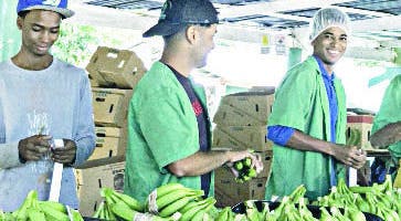 Edesur pone a bananeros de Azua en red de servicios