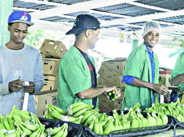 Edesur pone a bananeros de Azua en red de servicios