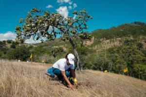 Empleados de Grupo Popular siembran 3,500 árboles en Plan Sierra