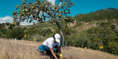 Empleados de Grupo Popular siembran 3,500 árboles en Plan Sierra