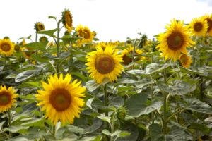 Rusia prohibirá la exportación de semillas de girasol a partir del 1 de abril