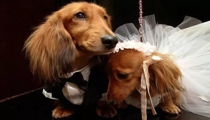 Una boda masiva de perros en EE.UU. aspira a entrar en el Libro Guinness