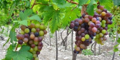 Impulsarán  producción de vinos en Neyba