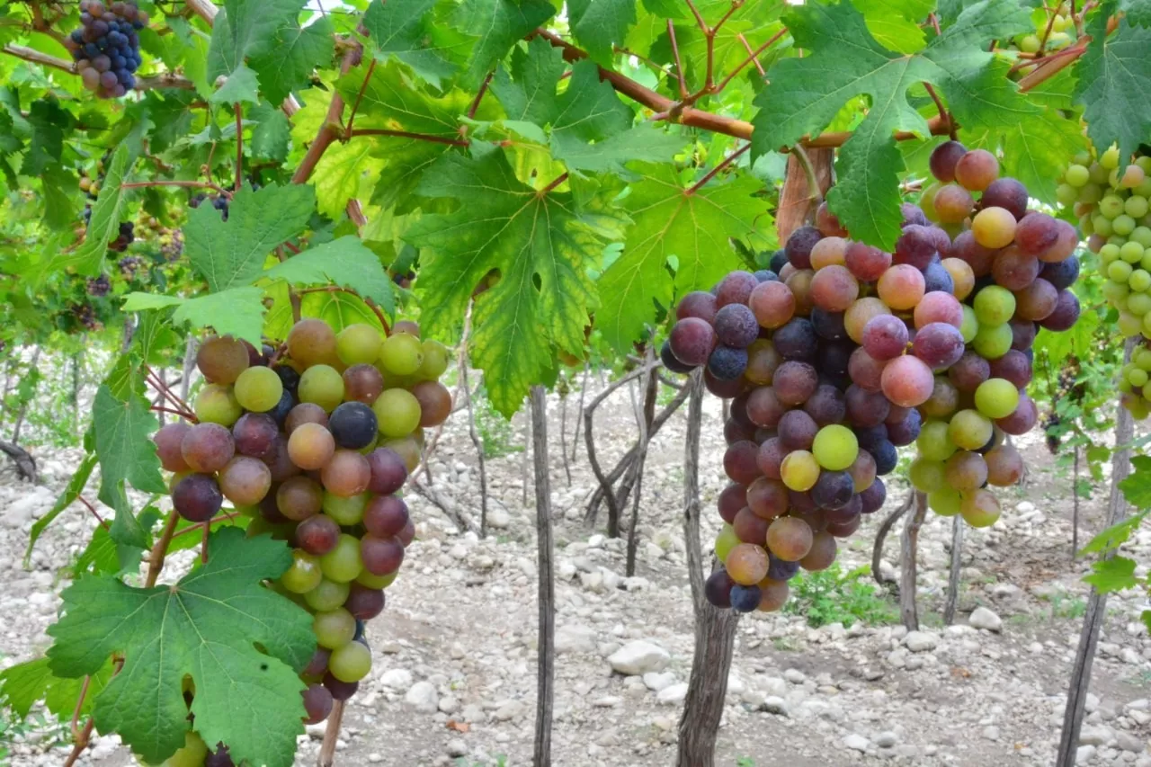 Impulsarán  producción de vinos en Neyba