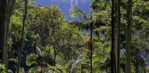 Madera sostenible es equivalente a bosque manejado con criterio