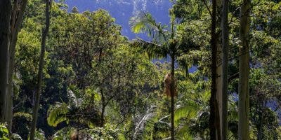 Madera sostenible es equivalente a bosque manejado con criterio