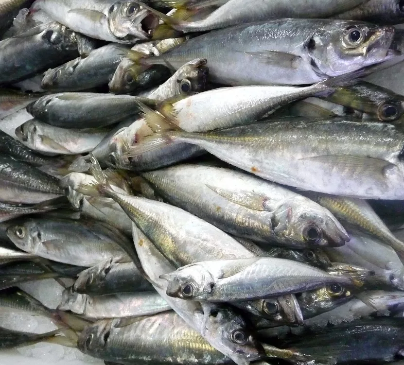 Ingesta de peces sin precaución puede degenerar en la ciguatera