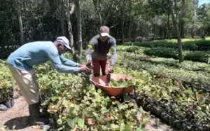 Banco  de Semillas Endémicas y Nativas garantiza restaurar ecosistemas de RD