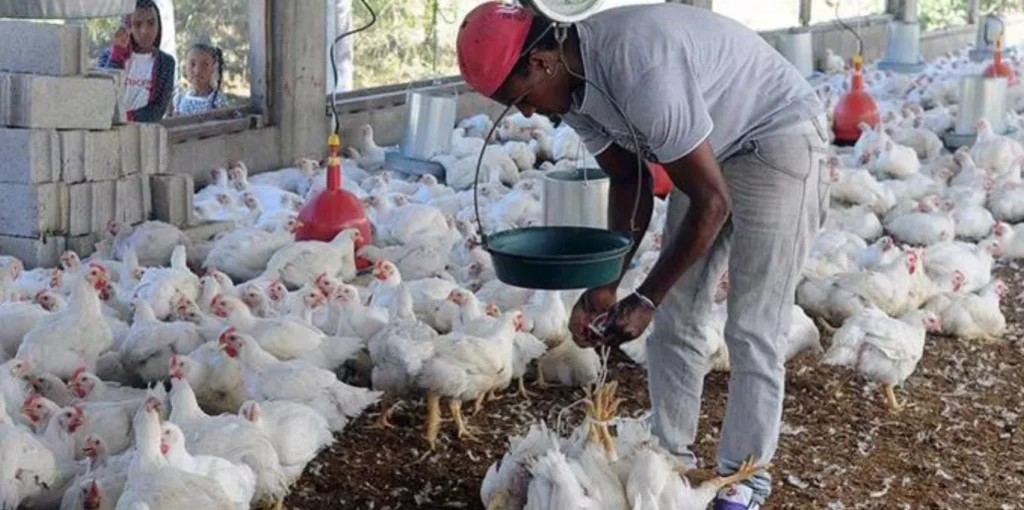 Pollo, cerdo y huevos podrían subir de precio por alza del dólar