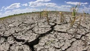 La cosecha de arroz languidece en Haití