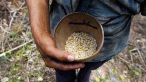 Pandemia aumentó inseguridad alimentaria