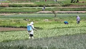 La FAO teme alimentos escaseen por altos precios de fertilizantes