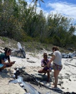 Someterán a la justicia personas mataron tiburón azul en Bayahibe