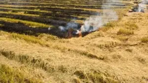 Por contaminación atmosférica Ministerio Público procesa a diez productores de arroz