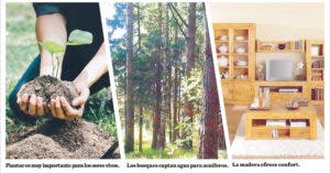 Día Nacional del Árbol, insta proteger bosques que garantizan el agua