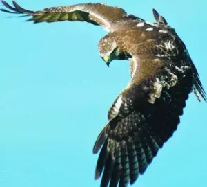 Tiempo de que las aves vuelen  libremente y  sin perturbación