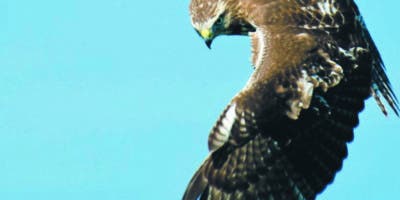 Tiempo de que las aves vuelen  libremente y  sin perturbación