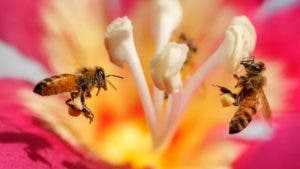 El sofisticado e interesante cerebro de las abejas