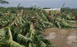 Ventarrón afecta producción norte