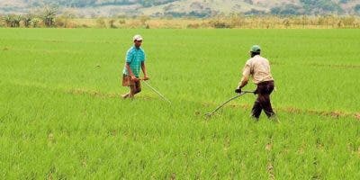 De todo el arroz que consume RD,  el 97%  es de producción nacional