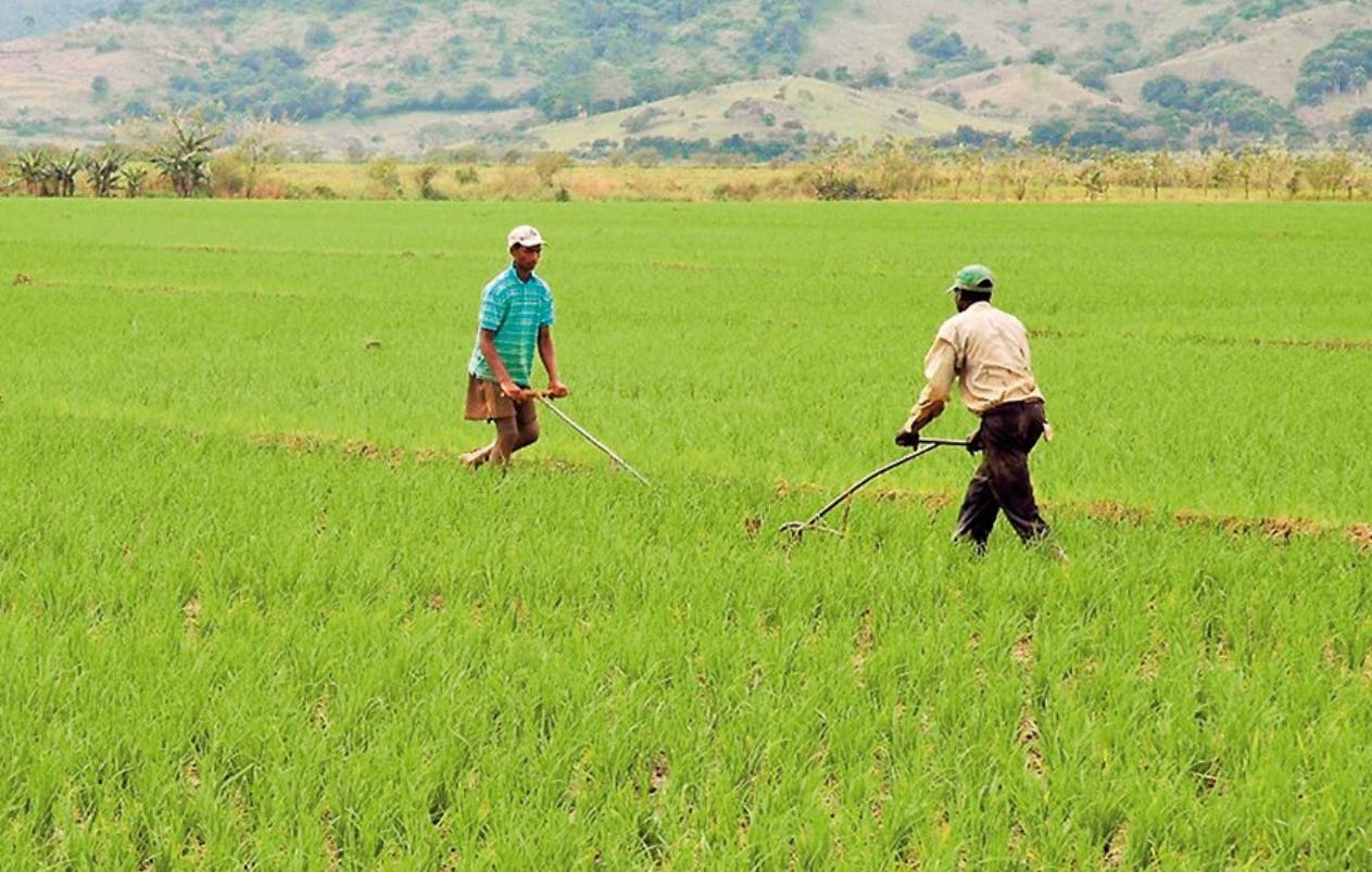 De todo el arroz que consume RD,  el 97%  es de producción nacional