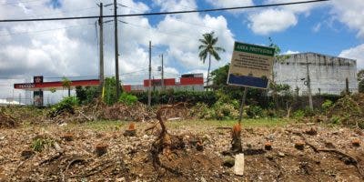 Investigan director del Distrito Palmarejo por corte de cientos de árboles de caoba