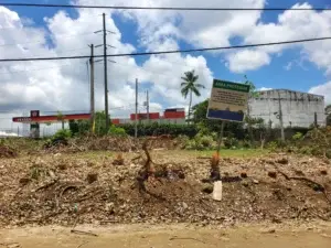 Investigan director del Distrito Palmarejo por corte de cientos de árboles de caoba