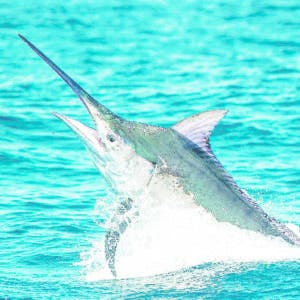 Pesca al Marlin Blanco inicia Cabeza de Toro