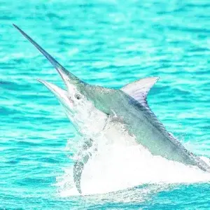 Pesca al Marlin Blanco inicia Cabeza de Toro