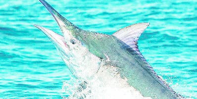 Pesca al Marlin Blanco inicia Cabeza de Toro