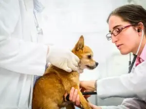 Tener un perro en casa conlleva alto presupuesto