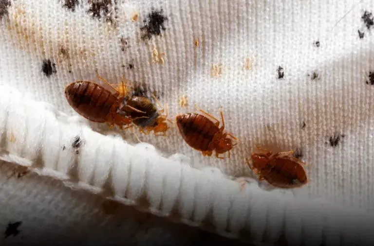 Alertan sobre «plaga» de chinches en Portugal