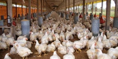 Productores buscan mantener oferta pollo estable