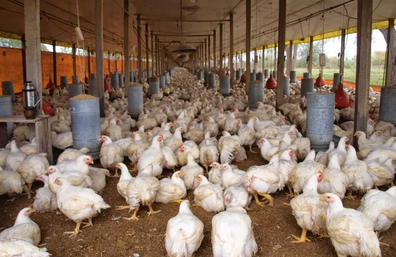 El precio del pollo en granja está  entre RD$45 y RD$47.