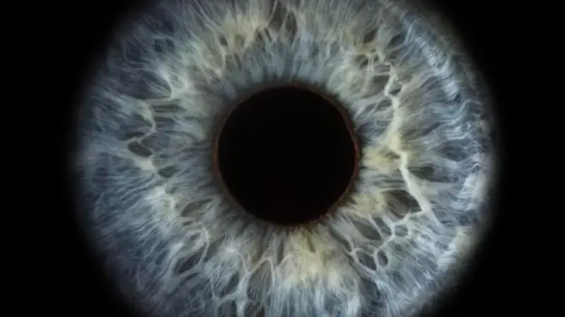 Los científicos que «revivieron» células de la retina de un donante muerto