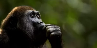 Qué tiene el cerebro humano que nos hace más inteligentes que otras especies