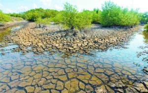 Detener la desertificación de  los suelos, un desafío