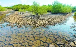 Detener la desertificación de  los suelos, un desafío