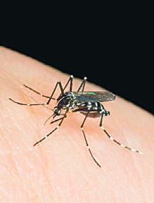 Epidemiología advierte sobre posible aumento de dengue