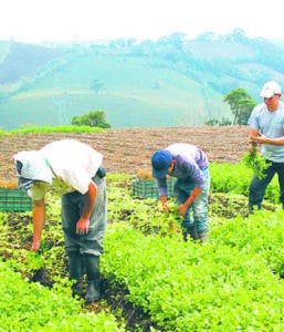 Agricultura sería el pilar de recuperación