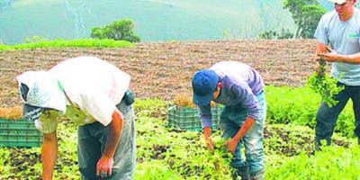 Agricultura sería el pilar de recuperación