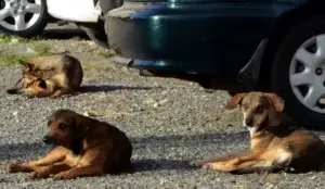 Veterinarios dicen hay  rabia canina en Santiago