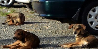 Veterinarios dicen hay  rabia canina en Santiago