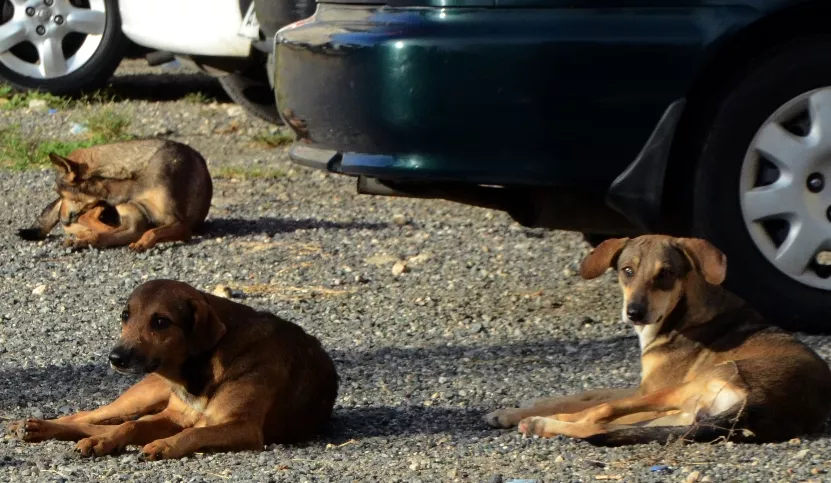 Veterinarios dicen hay  rabia canina en Santiago