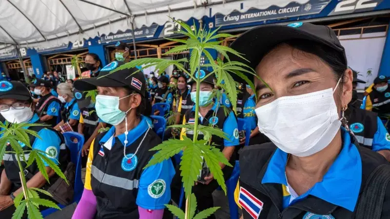 Tailanda pasó de perseguir consumo de marihuana a incentivar su cultivo